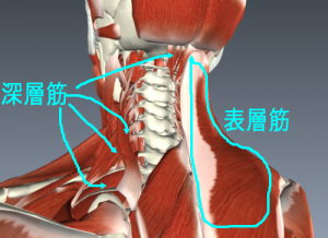 意外と知らない？体幹を鍛えるメリットと簡単トレーニング方法！！