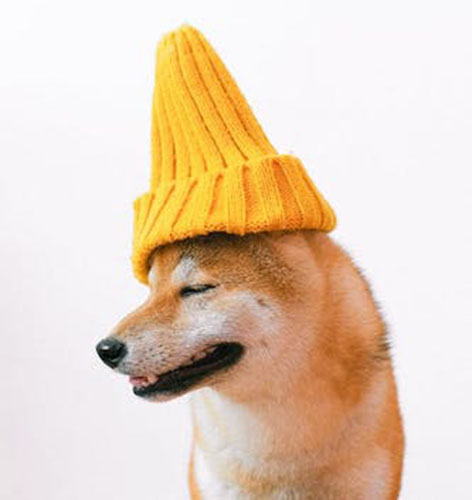 犬と帽子